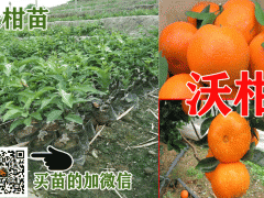 沃柑苗_云南沃柑苗紅河基地圖2