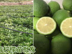 青檸檬苗供應(yīng)_云南青檸檬苗公司_2019青檸檬苗種植技術(shù)與要求圖2