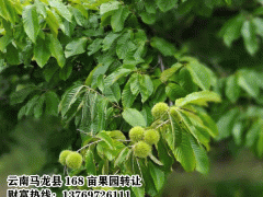 馬龍果園土地轉(zhuǎn)讓信息網(wǎng)13769726111圖2