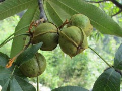 安寧核桃樹苗|昆明桃苗基地采購去處|圖2