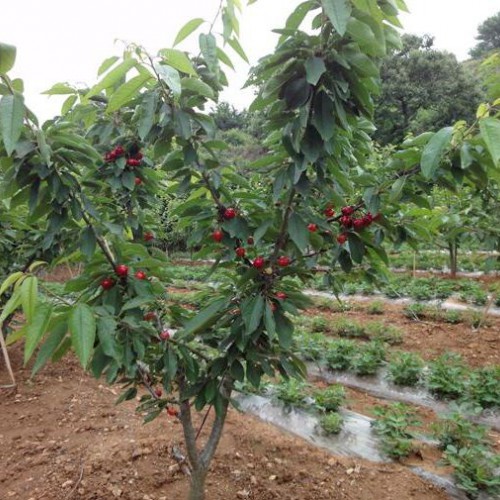 櫻桃樹苗哪里有？安寧果苗種植園