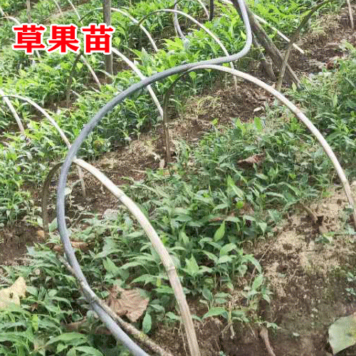 草果樹苗_云南文山馬關(guān)縣草果苗多少錢