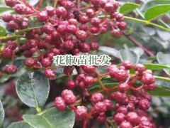 2019年云南昭通花椒樹苗要多少錢一株？圖2