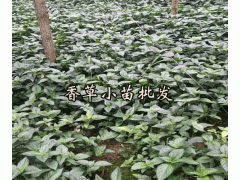 零陵草,廣零陵香_云南香草種苗供應(yīng)商圖3