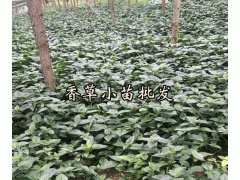 香草的作用_市場的需求怎么樣?圖1