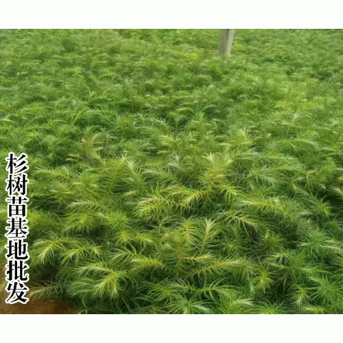 杉樹如何種?_云南杉樹苗種植技術(shù)資料大全