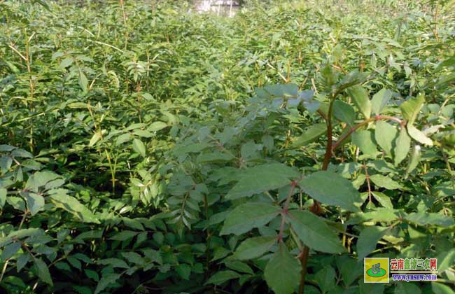 花椒樹苗的價格和種類及其種植技術(shù)