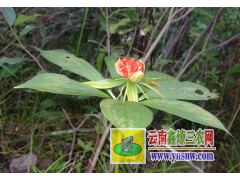 白芨根莖多少錢？云南玉溪白芨基地價(jià)格低圖1