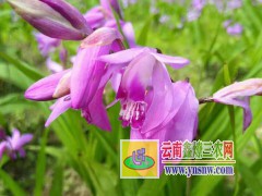 云南白芨(連及草、甘根、白給)供應(yīng)報價/云南昭通白芨銷售信息圖1