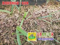 云南白芨(連及草、甘根、白給)供應(yīng)報價/云南昭通白芨銷售信息圖3