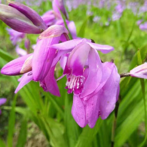 昭通重樓（獨角蓮）、白芨、金鐵鎖（獨丁子）、黨參、黃精