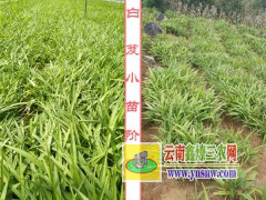 宣威種植專業(yè)合作社產(chǎn)品供求信息%白芨_黃精訓(xùn)化技術(shù)圖2