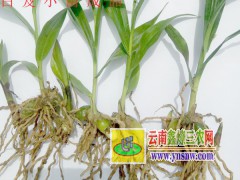 白芨種子直播育苗技術(shù)公司&云南白芨種苗價(jià)格#白芨育苗技術(shù)圖3