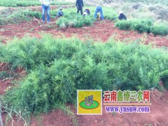 麗江大天冬種植技術(shù)，云南天冬種苗銷售圖1