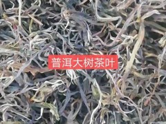 生態(tài)普洱茶普洱古樹&茶古樹茶怎么泡&普洱臺地茶云南普洱茶網(wǎng)古樹茶%圖2