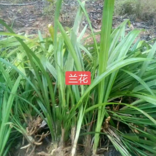 蘭花的價(jià)格?多少錢一盆？