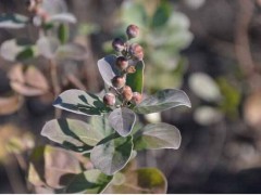 蔓荊子_一畝地可種植400棵蔓荊子圖2