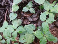 重樓種子的價(jià)格_重樓種植技術(shù)怎么樣?圖2