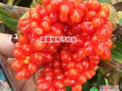 2018.8.20云南重樓苗價(jià)格分析統(tǒng)計(jì)-云南滇重樓種苗出售圖3