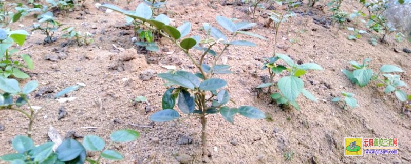 山豆根種植技術(shù)