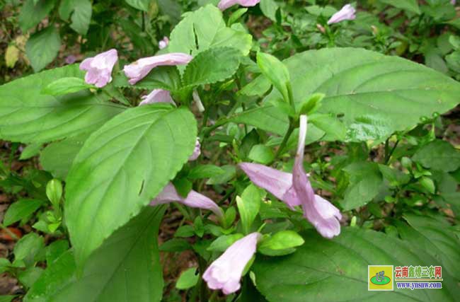 板藍根種植技術(shù)