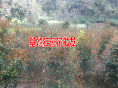 掛花小苗價格表_怎么種植才能賺錢?圖2