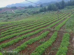 旱半夏種植能賺錢嗎?怎么種植有保障圖2