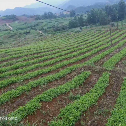 水半夏和旱半夏育苗、定植技術(shù)資料