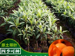 一棵枇杷樹苗的價(jià)格_什么時(shí)候種植比較好圖2