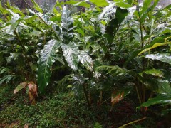 草果種植技術(shù)_草果醬,草果酒,草果芽批發(fā)銷(xiāo)售圖3