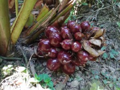 草果醬，草果芽，草果酒，草果休閑食品市場(chǎng)價(jià)格多少錢(qián)一斤？草果怎么吃圖3