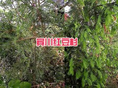 20公分紅豆杉苗-/云南騰沖紅豆杉袋苗圖3