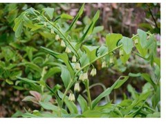 多花中藥材黃精種植技術(shù)_明年種植黃精賺錢嗎圖3