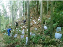 目前三葉青市場價格如何_種植市場收益好不好圖2