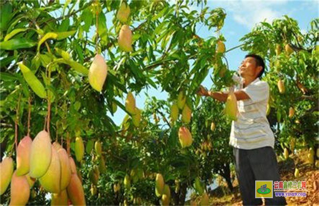 芒果高產(chǎn)種植技術(shù)