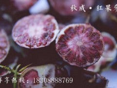 云南秋成紅果參（蜘蛛果）規(guī)模化基地種植紅果參水果、紅果參苗圖3