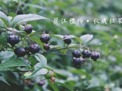 紅果參（蜘蛛果）、紅果參種苗供應(yīng)、秋成紅果參、量大從優(yōu)圖1