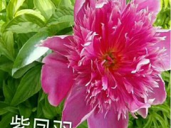 菏澤具有“菏澤牡丹甲天下”之美稱圖1