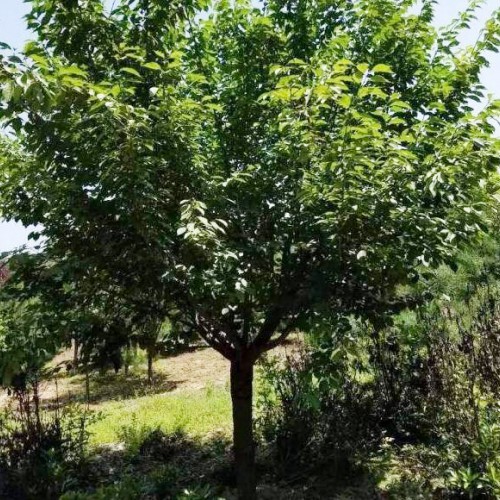 鮮櫻花能夠直接生吃嗎？云南櫻花地苗銷售批發(fā),昆明櫻花樹苗