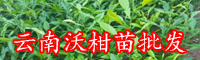 適合云南,廣西種植的沃柑苗|2020年豐產(chǎn)沃柑苗種植技術(shù)