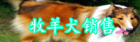 牧羊犬怎么馴養(yǎng)？多少錢一只