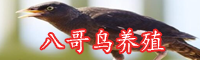 八哥鳥如何馴養(yǎng)？市場價格-