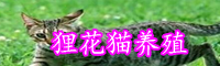 為什么大多數(shù)農(nóng)村都養(yǎng)殖貍花貓？