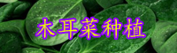 抗癌防癌蔬菜“木耳菜”什么時(shí)間種植好？種植方法有哪些？