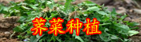 薺菜（又名菱角菜）可以生吃嗎？什么人不能吃？