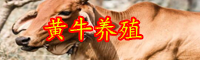 目前種公牛價(jià)格大概多少錢(qián)一頭？選種標(biāo)準(zhǔn)是什么？