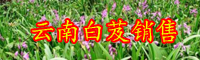 白芨多少錢一斤？種植前景和經(jīng)濟效益如何？