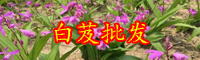 小白芨多少錢一斤？2020年種植前景怎樣？