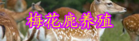 “珍稀動物”梅花鹿養(yǎng)殖方法介紹！