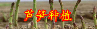 “蔬菜之王”蘆筍怎么種植？